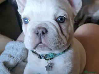 French Bulldog dogs Storm the frenchie baby - Advert 2