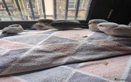 Parakeets birds for sale: Tamed hand reared baby Quaker parrots DNA tested  - Image 8