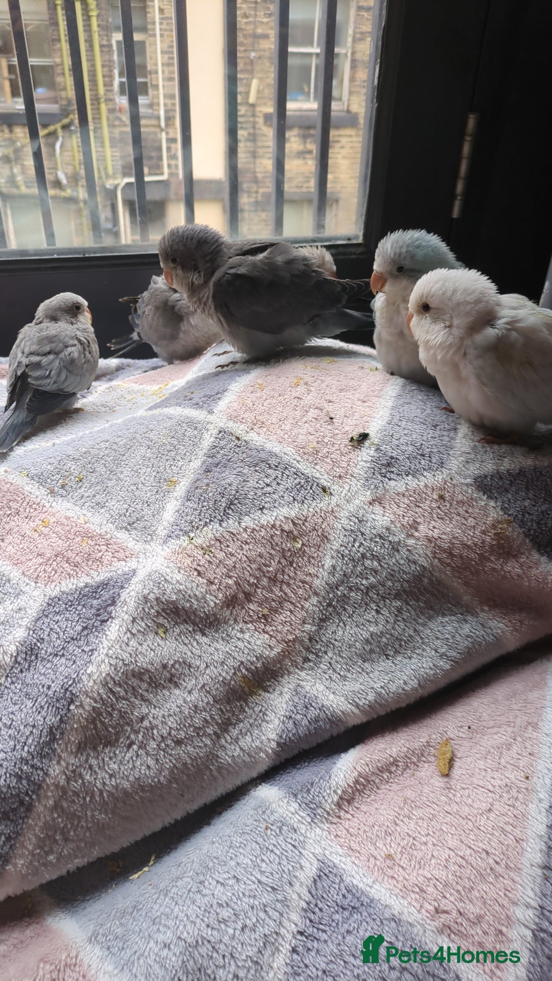 Parakeets birds for sale: Tamed hand reared baby Quaker parrots DNA tested  - Image 8