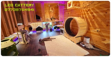Scottish Fold cats - Advert 11