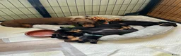 Miniature Dachshund dogs for sale: Kc reg miniature dachshunds - 2 girls - 2 boys  - Advert 19
