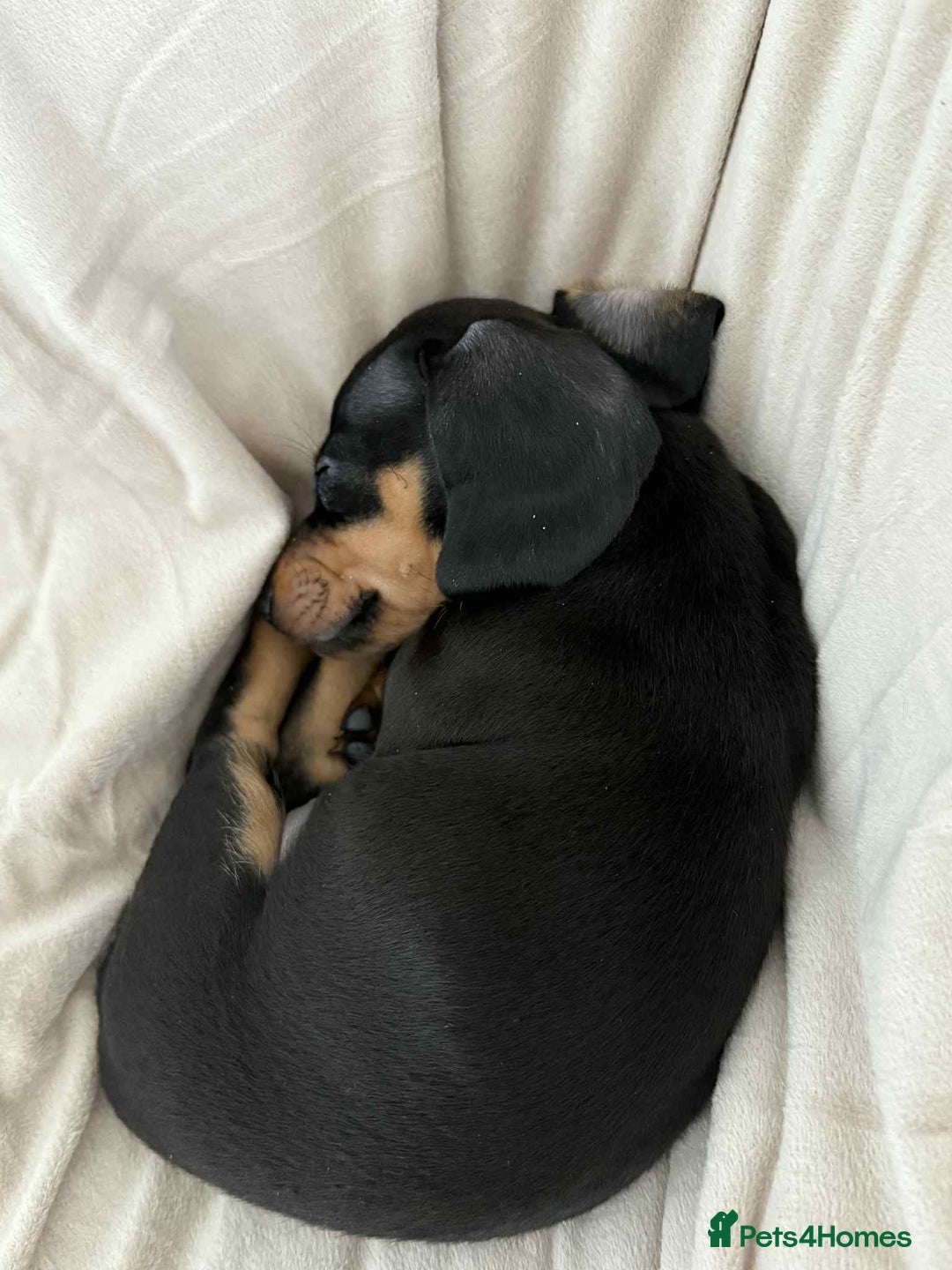 Miniature Dachshund dogs for sale: Female miniature dachshund  - Advert 3