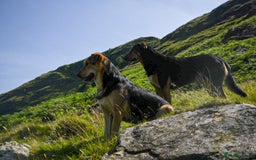 Huntaway dogs for sale: Huntaway Puppies  - Image 6
