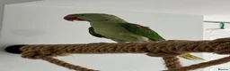 Parrots birds for sale: Male Alexandrine For Sale 🦜  in Dunstable - Advert 6