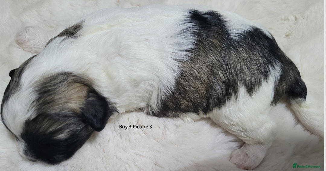 Mixed Breed dogs for sale: 🐶 Adorable La-Chon Puppies-Ready 1st December 🐶 - Image 10
