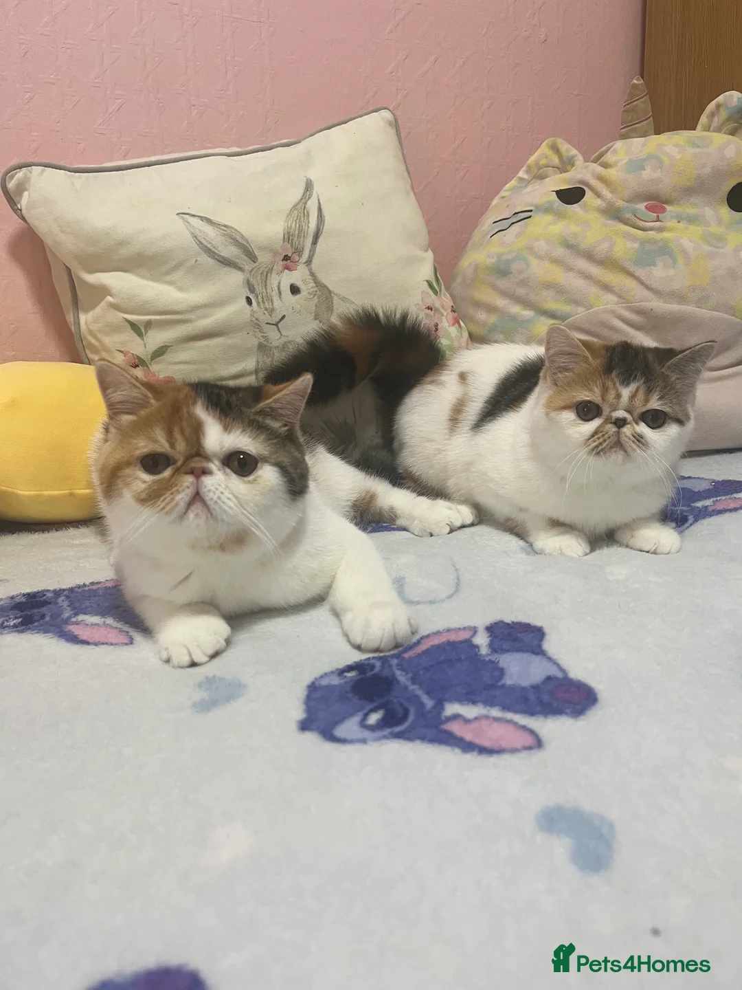Persian cats for sale: Beautiful exotic CFA registered kittens - Advert 2