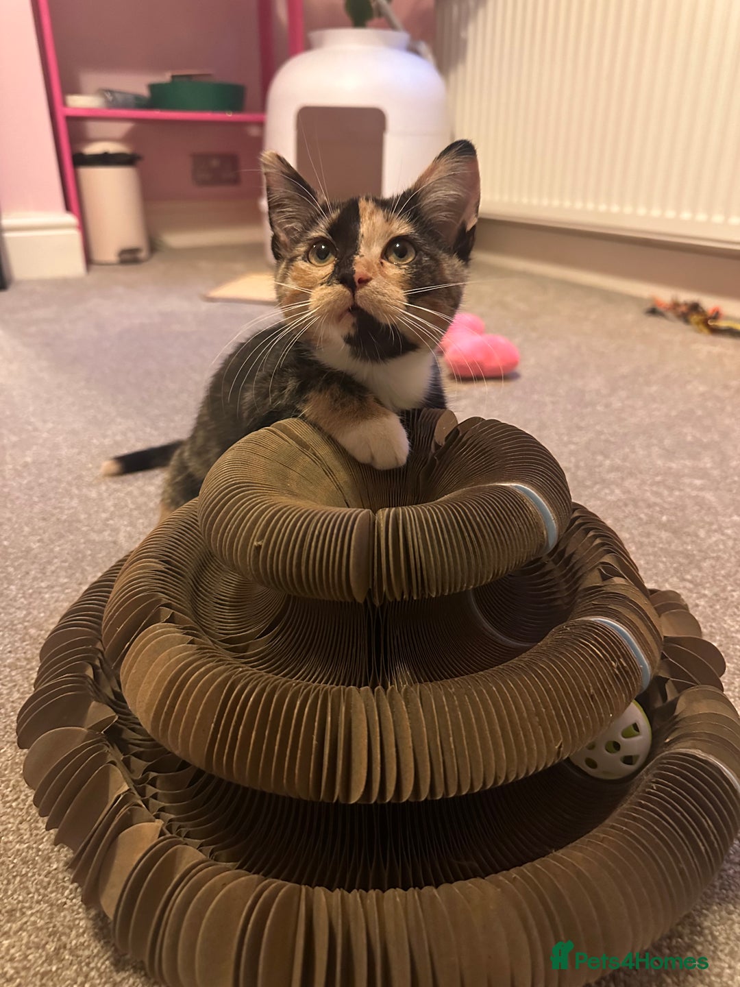 British Shorthair cats for sale: Rehoming my Sweet Baby girl rare Chimera  - Advert 13