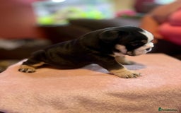 English Bulldog dogs for sale: 💙💗 exceptional English bulldog puppies 💗 💙  - Image 3