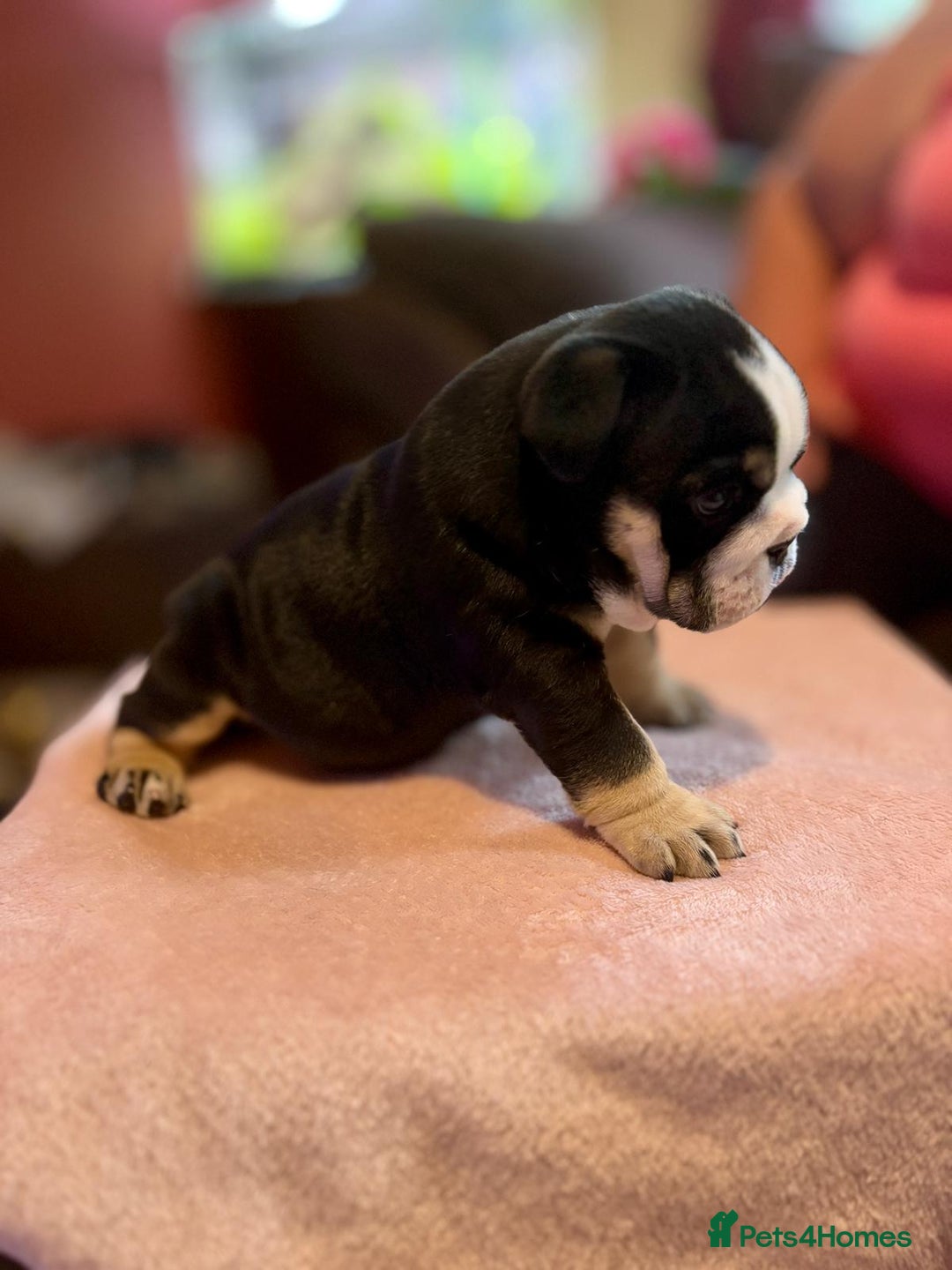 English Bulldog dogs for sale: 💙💗 exceptional English bulldog puppies 💗 💙  - Image 3