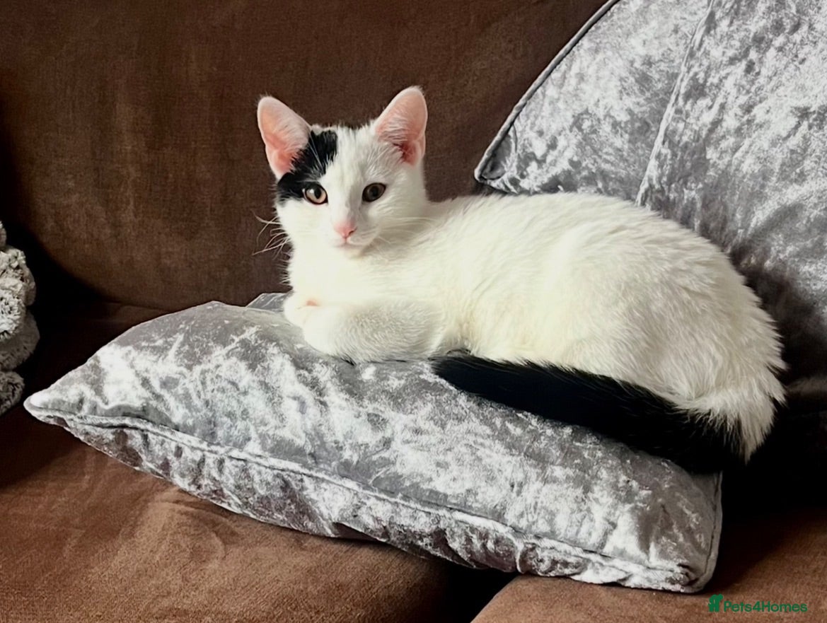 Mixed Breed cats Beautiful Small Female Cat for Rehoming - Advert 1