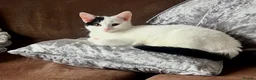 Mixed Breed cats for sale: Beautiful Small Female Cat for Rehoming - Advert 1