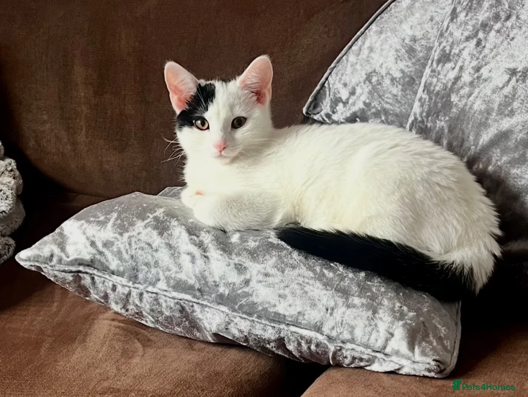 Mixed Breed cats for sale: Beautiful Small Female Cat for Rehoming - Advert 1