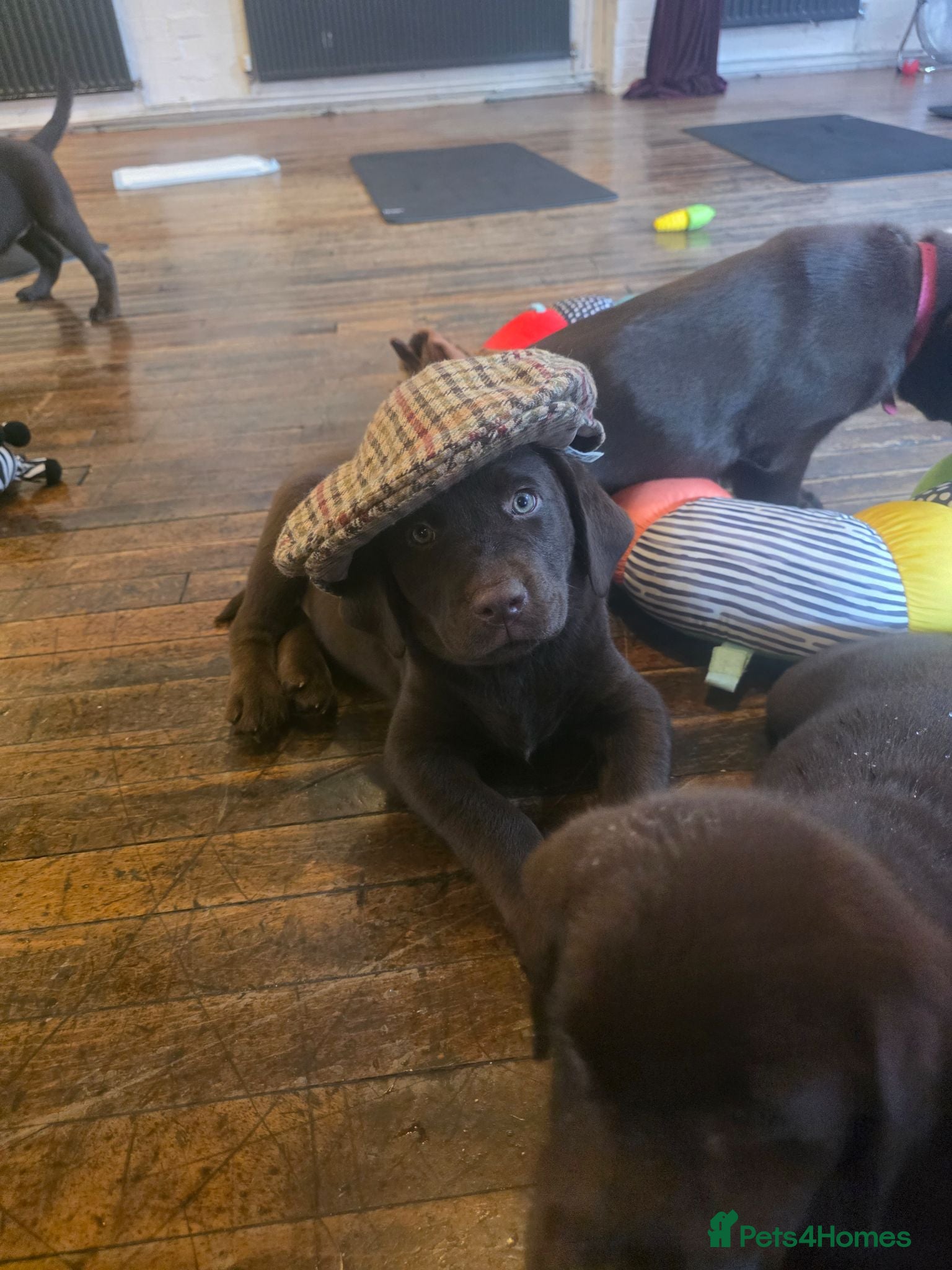 Labrador Retriever dogs For sale  - Advert 2