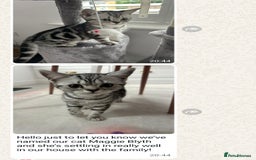 British Shorthair cats for sale: Your Furry Fantasy Awaits! - Image 35