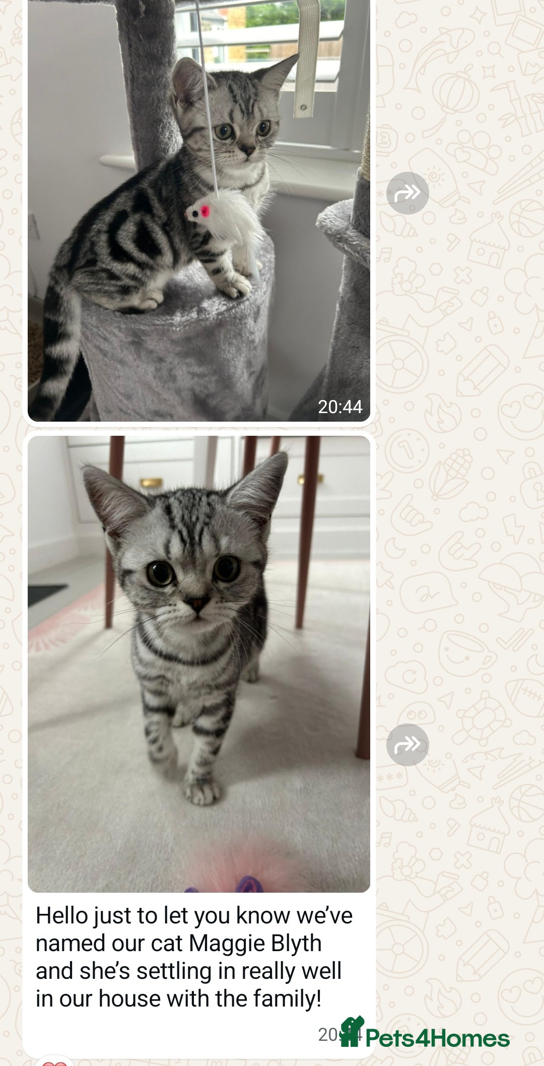 British Shorthair cats for sale: Your Furry Fantasy Awaits! - Image 35