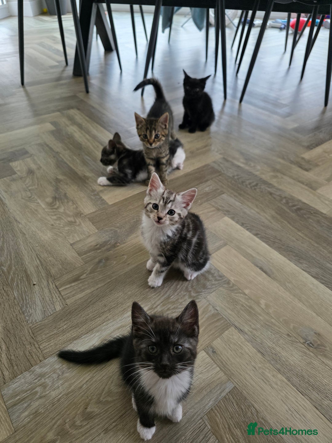 Mixed Breed cats for sale: 5 Beautiful Kittens - Image 5