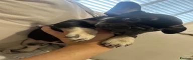 French Bulldog 3