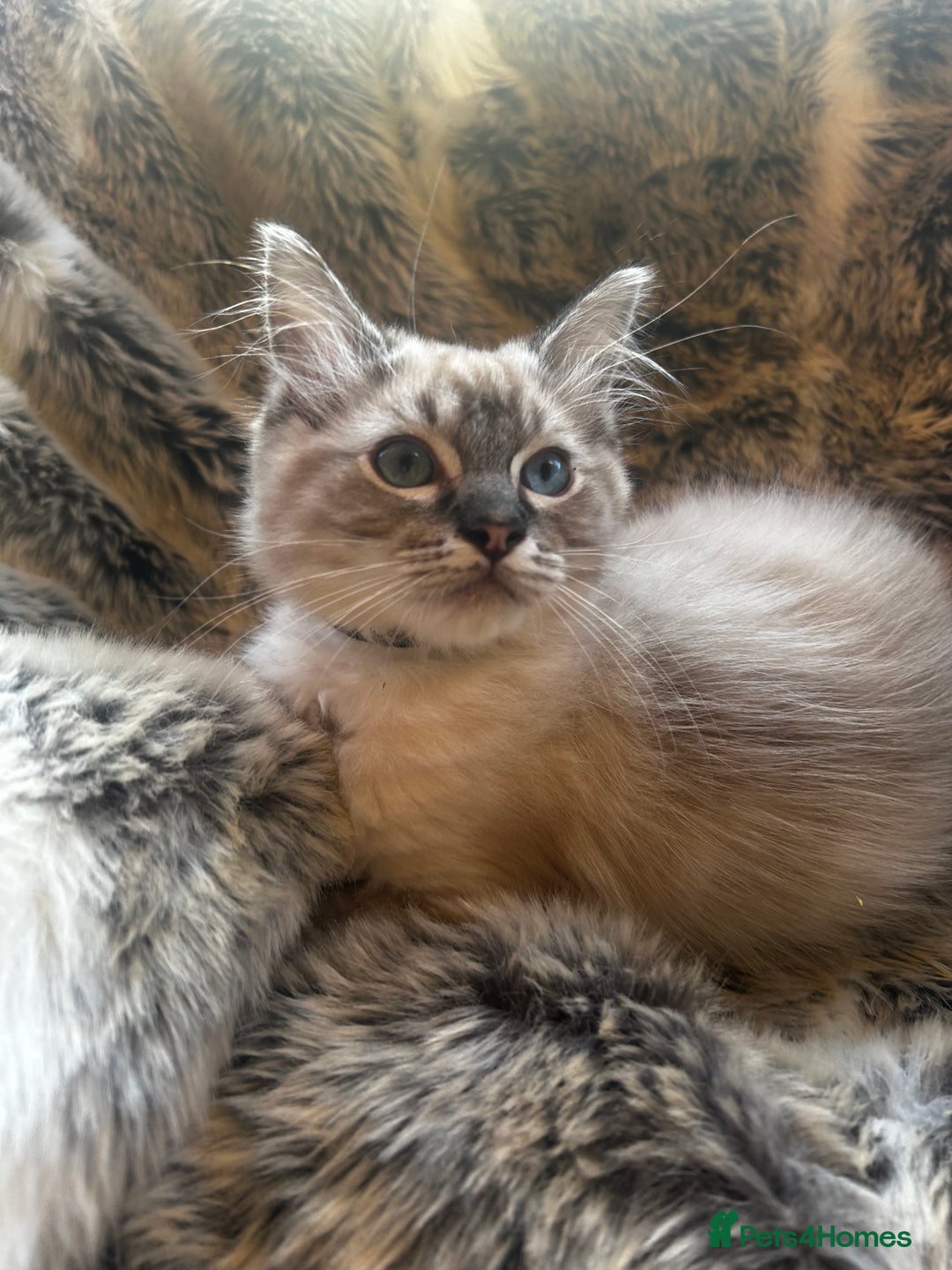 Ragdoll cats for sale: 5 STUNNING RAGDOLL KITTENS AVAILABLE NOW - Advert 9