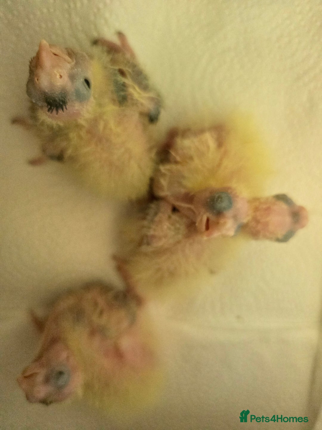 Cockatiels birds for sale: Young cockatiels for sale - Image 7