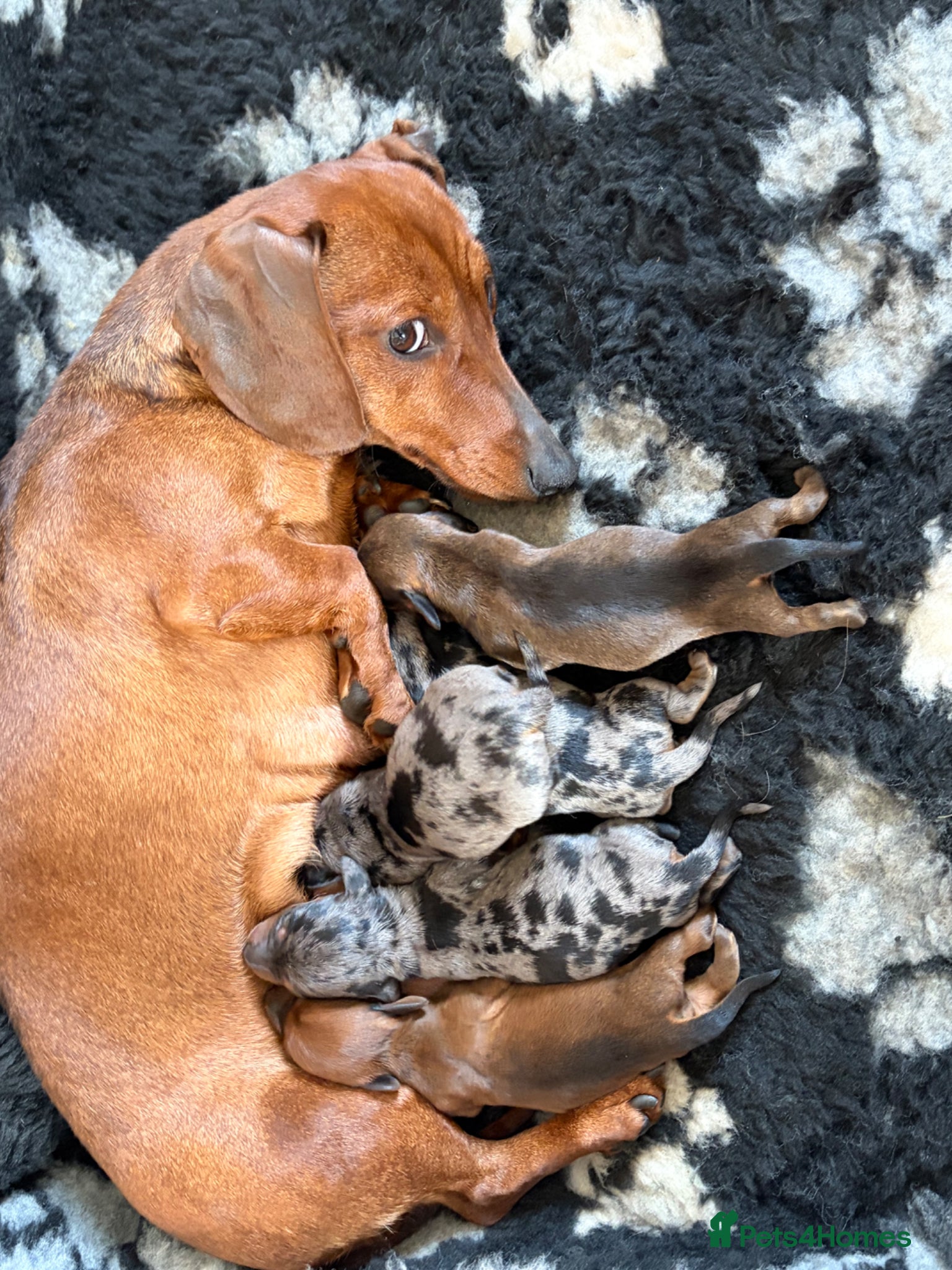 Miniature Dachshund dogs Miniature daschunds  - Advert 3