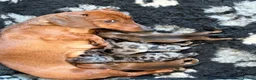 Miniature Dachshund dogs for sale: Miniature daschunds  - Advert 2