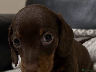 Miniature Dachshund dogs ⭐️LAST ONE⭐️KC REG Miniature Dachshund puppies - Advert 14