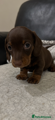 Miniature Dachshund dogs ⭐️LAST ONE⭐️KC REG Miniature Dachshund puppies - Advert 9