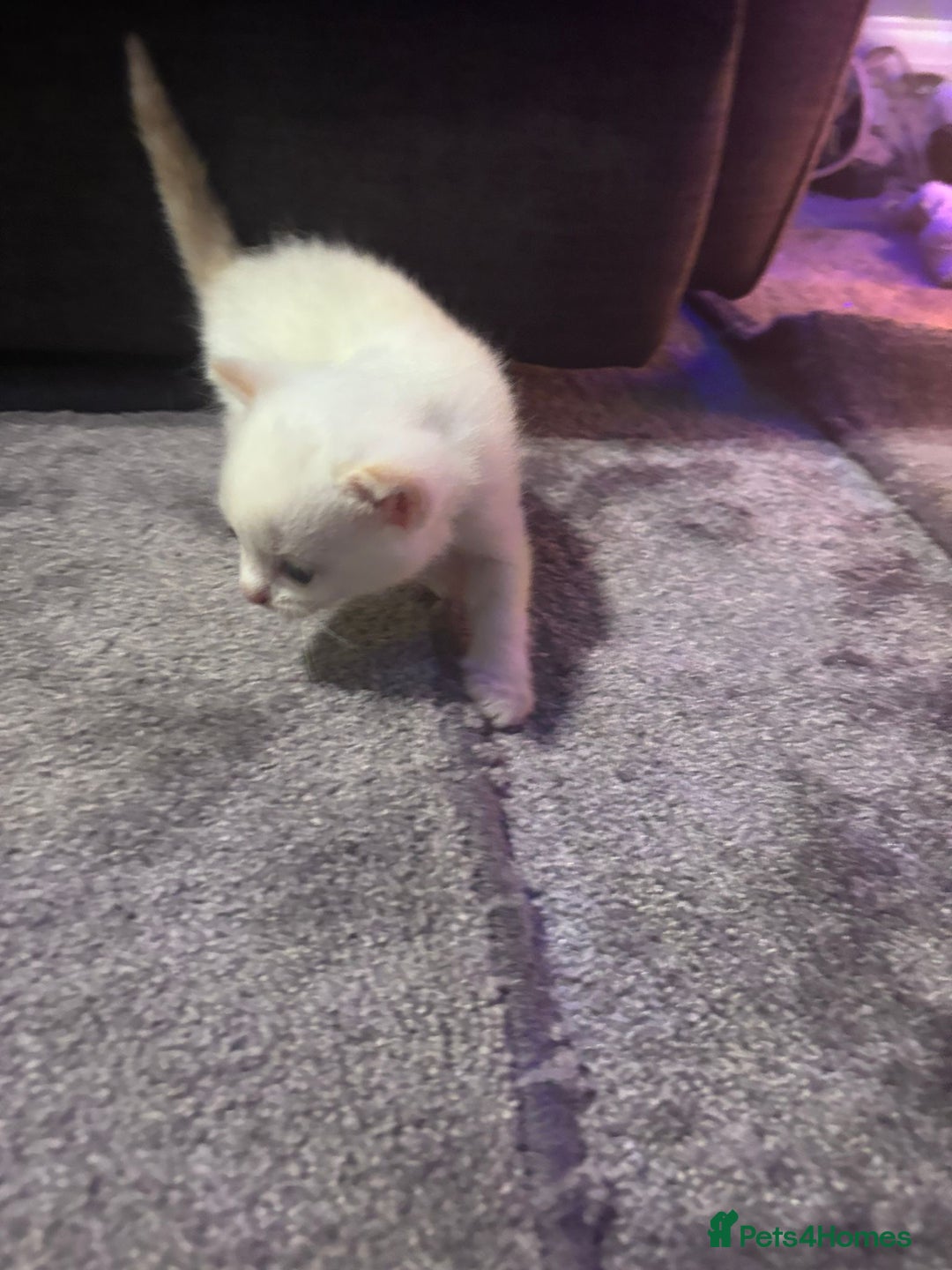 Mixed Breed cats for sale: Gorgeous fully kittens  - Advert 7