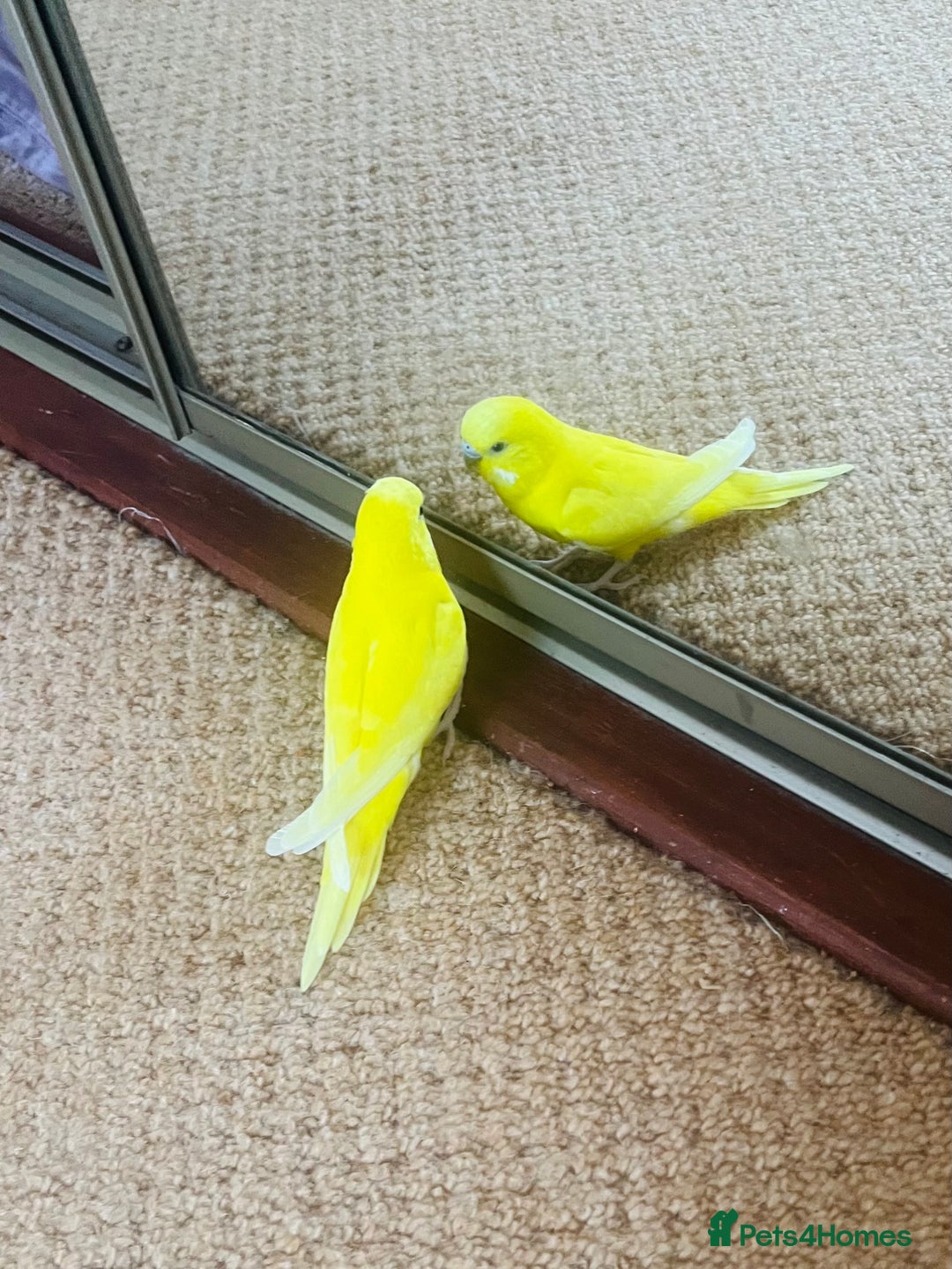 Budgerigars birds for sale: Male budgie - Advert 5