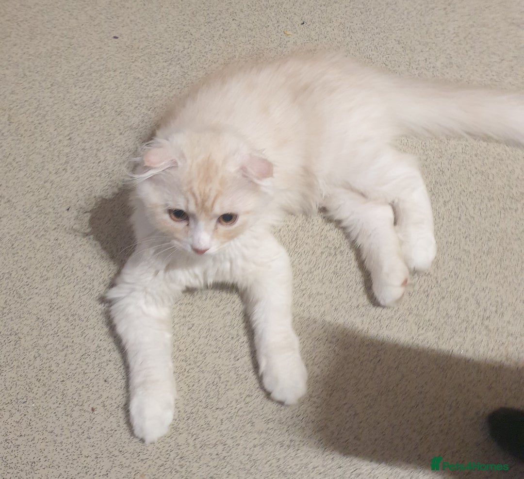 Mixed Breed cats for sale: Adorable Kittens♥️ - Image 9