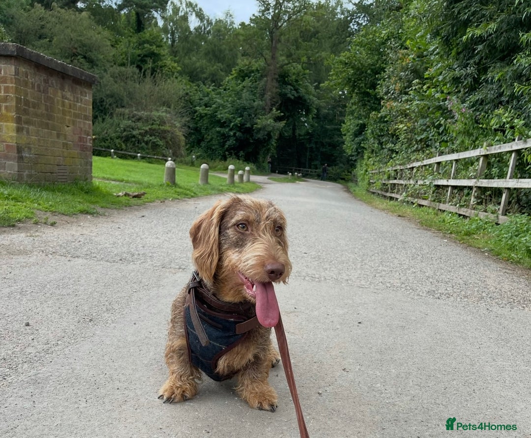 Dachshund dogs for sale: KC Standard Wire Haired Dachshund - Image 8