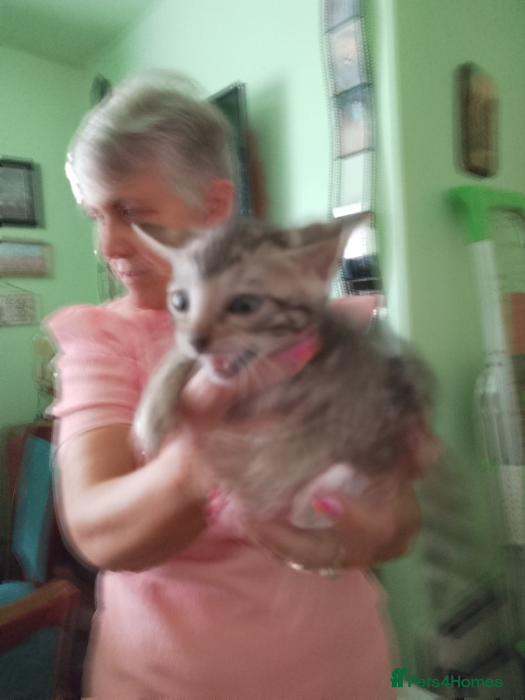 Bengal cats for sale: Silver bengals - Image 8