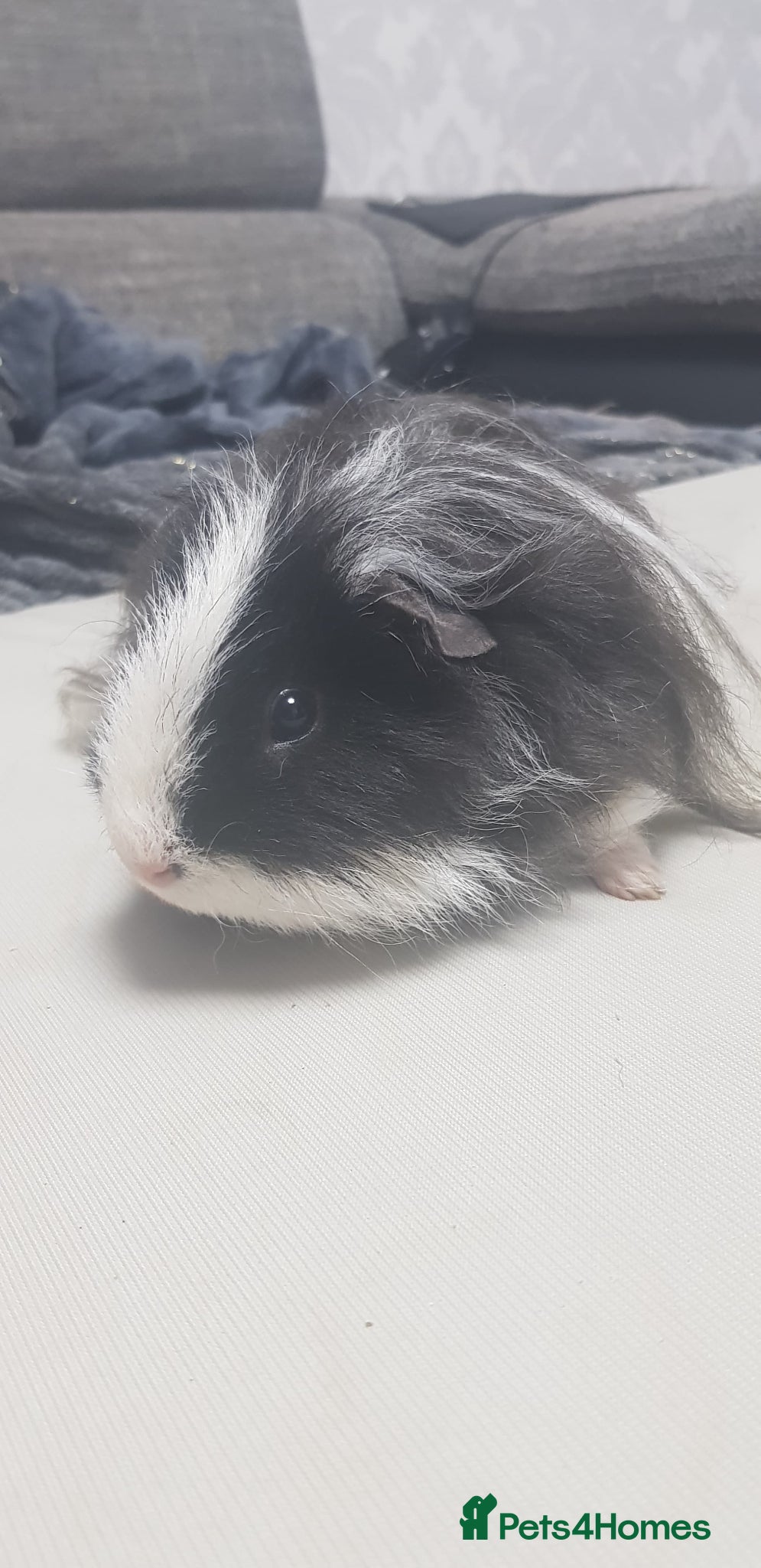 Guinea Pig rodents for sale: MALE Guinea pigs in Skelmersdale - Advert 7