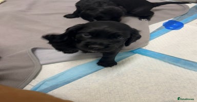 Cocker Spaniel dogs - Advert 16