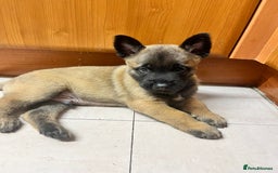 Belgian Shepherd Dog dogs for sale: Belgian malinois  - Image 2