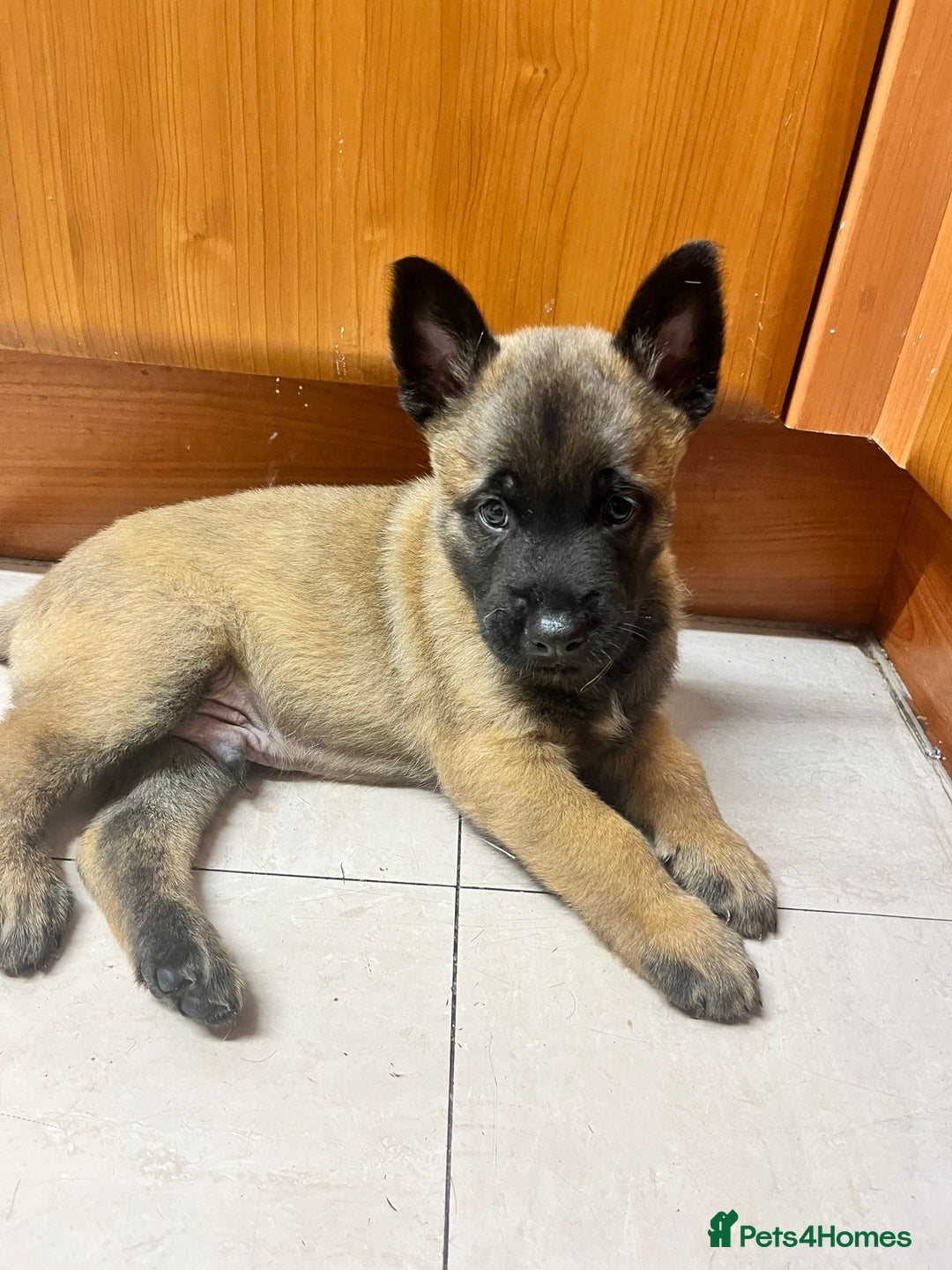 Belgian Shepherd Dog dogs for sale: Belgian malinois  - Image 2