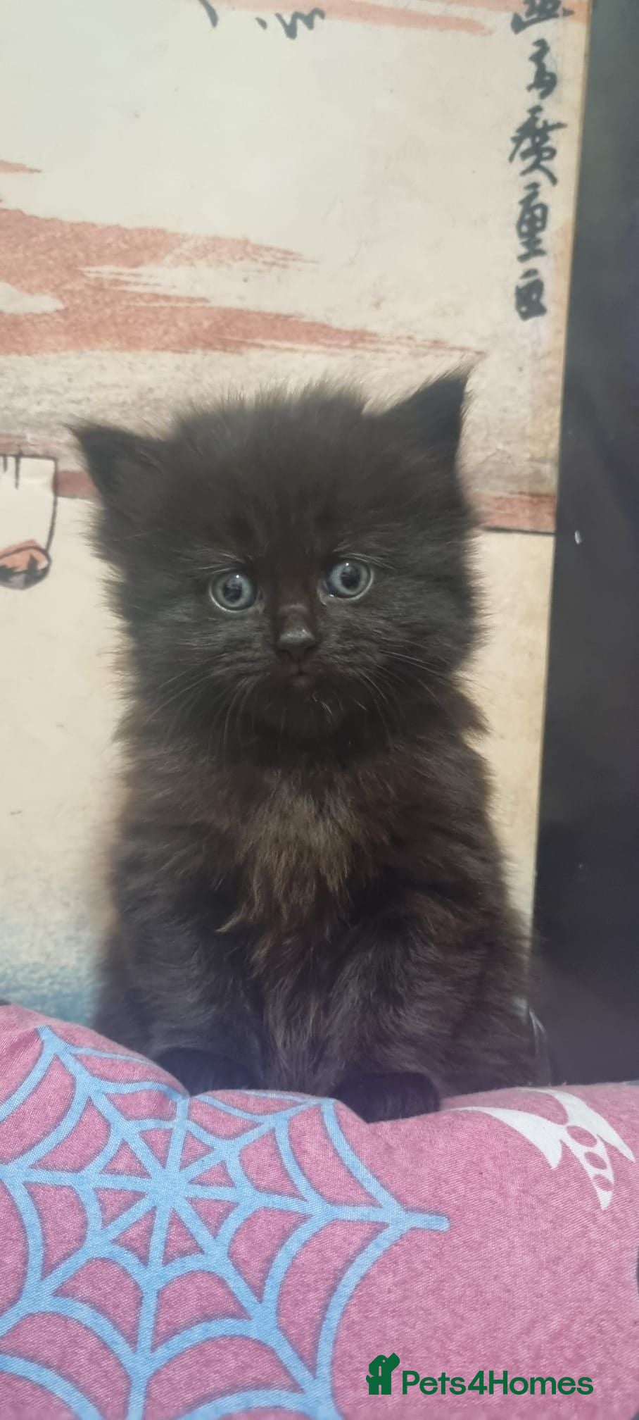 Persian cats  4 Persian kittens, Blue, Black and Black & White. - Advert 4