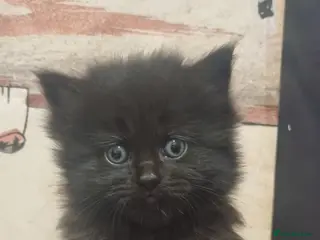 Persian cats 4 Persian kittens, Blue, Black and Black & White. - Advert 4