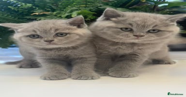 British Shorthair cats - Advert 8
