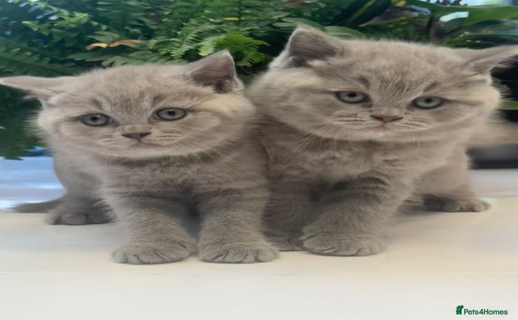 British Shorthair cats - Advert 9