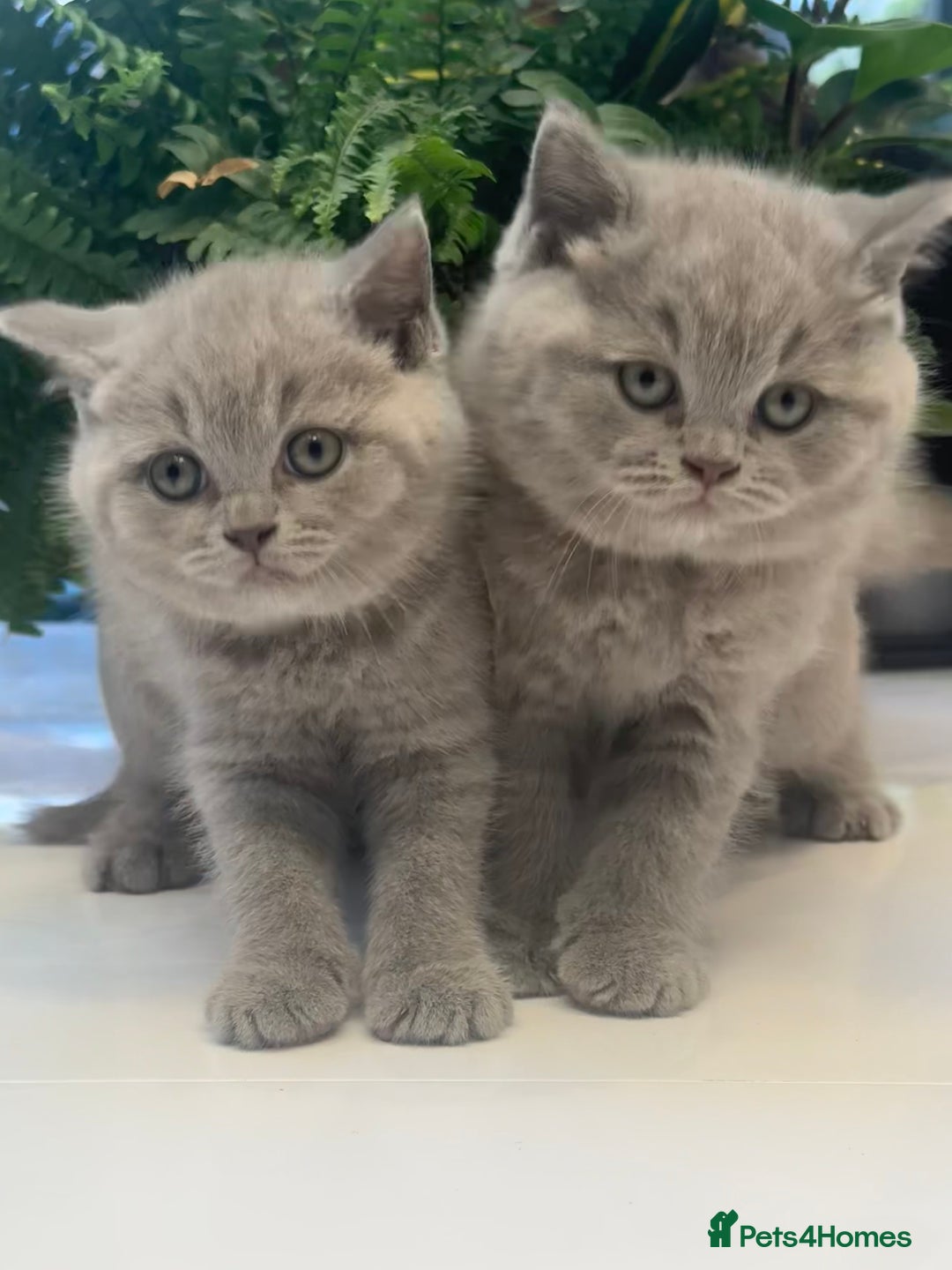 British Shorthair cats for sale: Adorable British short hair kittens - Image 1