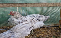 Chickens poultry for sale: Point of Lay hens Jersey Giants, Pekin & Olive egg - Image 3