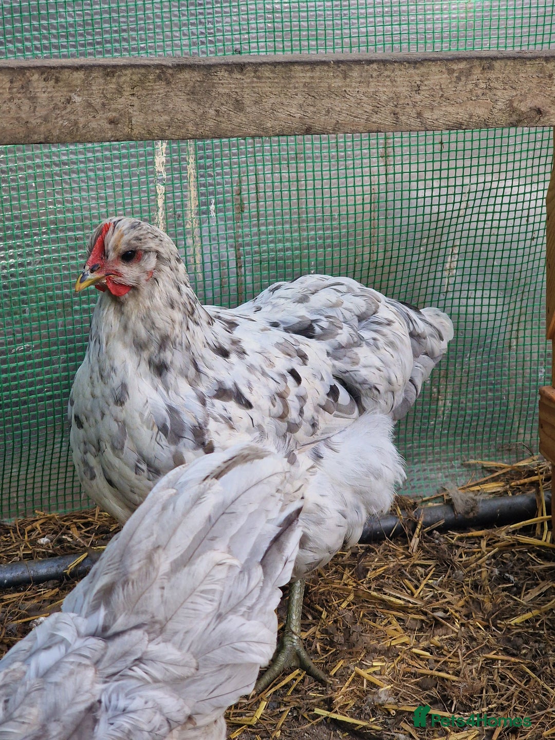 Chickens poultry for sale: Point of Lay hens Jersey Giants, Pekin & Olive egg - Image 3