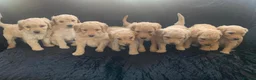 Labradoodle dogs for sale: Stunning Apricot & Cream Labradoodle Puppies  - Advert 1