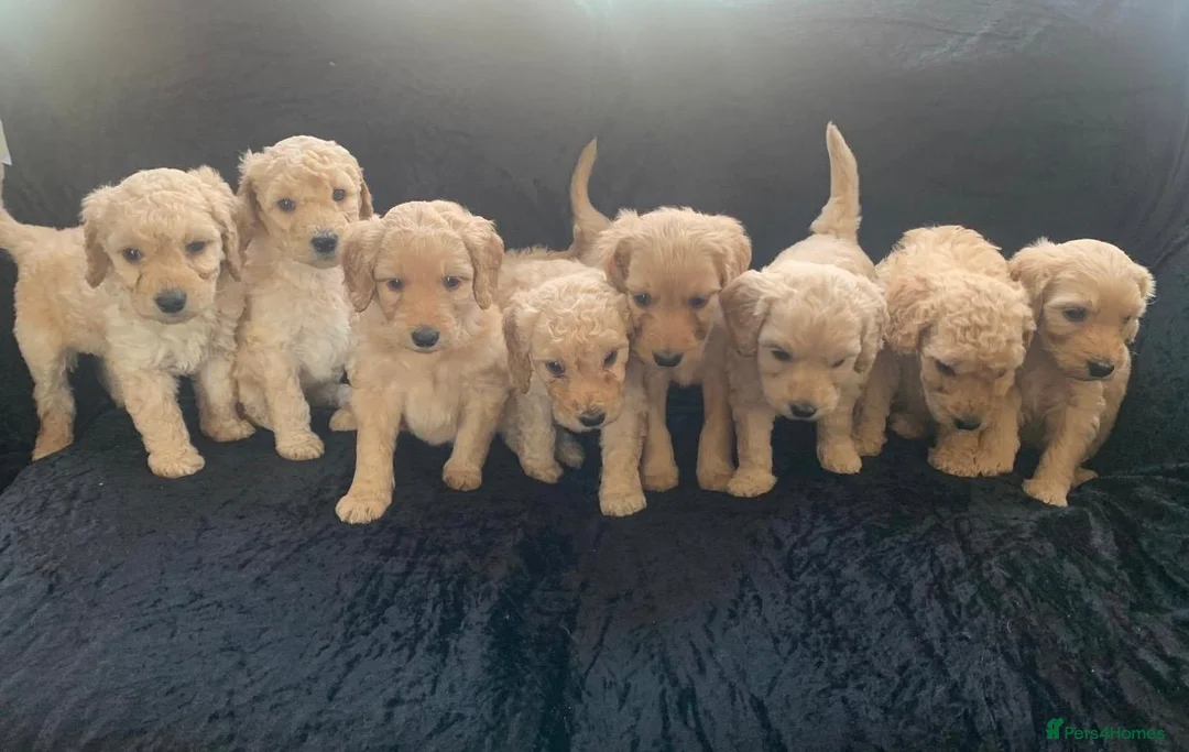 Labradoodle dogs for sale: Stunning Apricot & Cream Labradoodle Puppies  - Advert 1