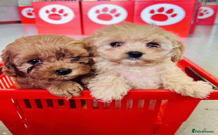 Cavapoo dogs - Advert 5