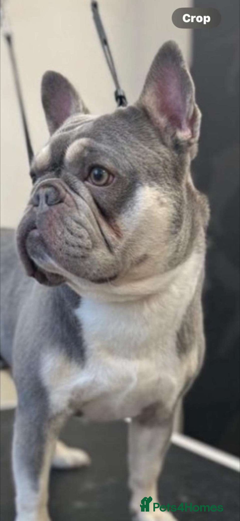 French Bulldog dogs Lilac french bulldogs puppies  - Advert 2