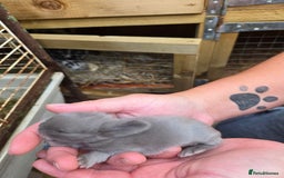 Mini Lop rabbits for sale: Stunning selection of mini lops ready for securing - Image 10