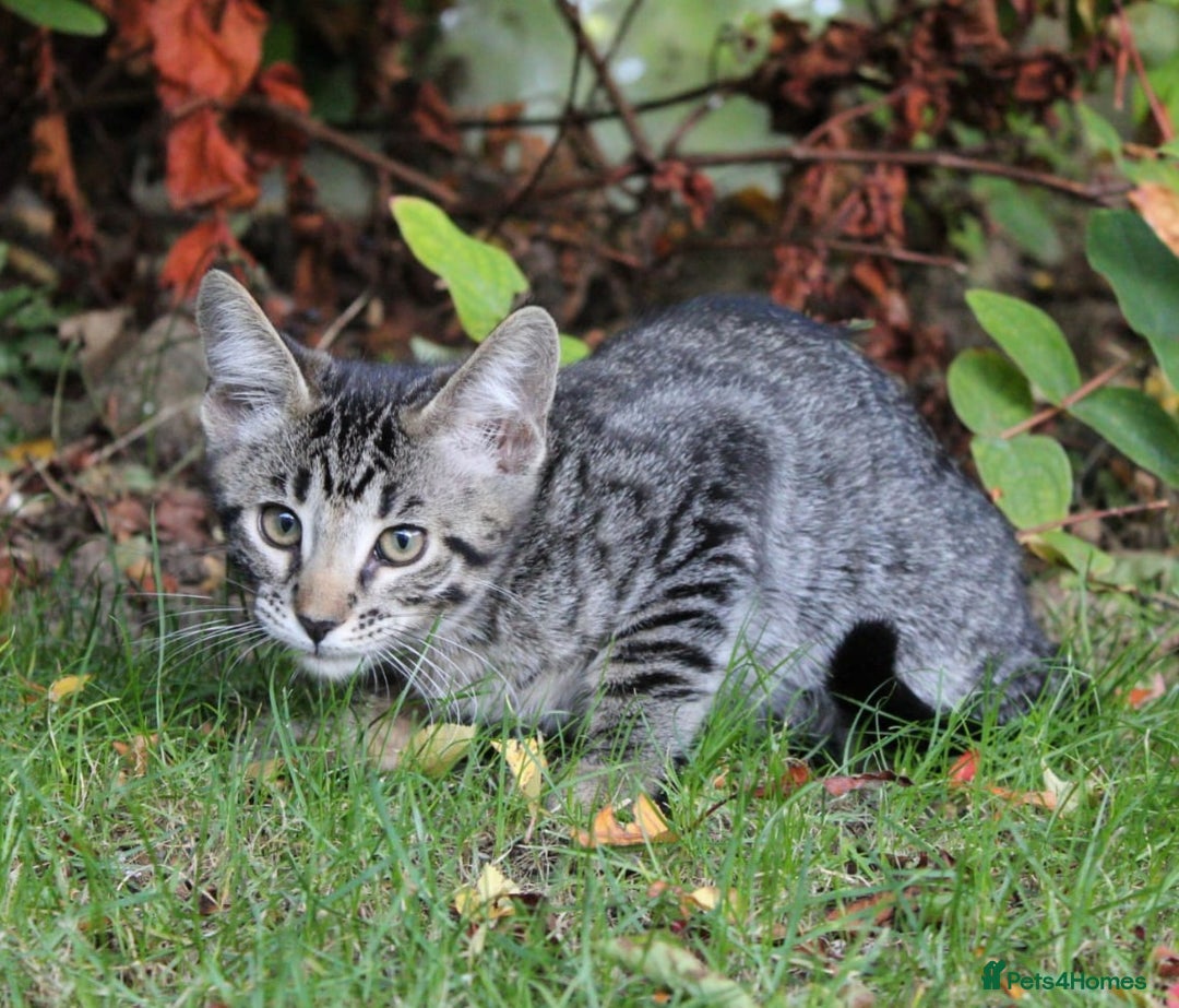 Savannah cats for sale: Stunning Savannahx Maine coons - Image 25