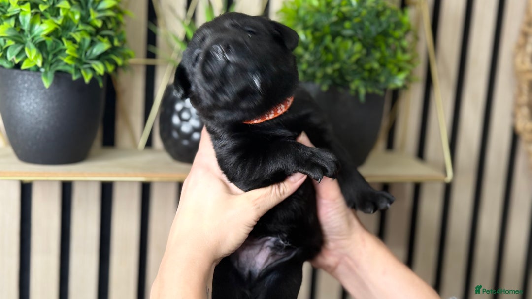 Labrador Retriever dogs for sale: Labrador puppies   - Advert 12